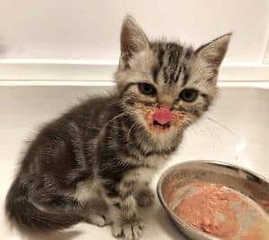 silver tabby kitten with food all over face