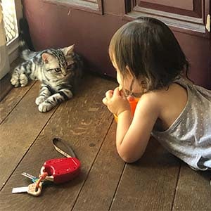american shorthair kitten and child