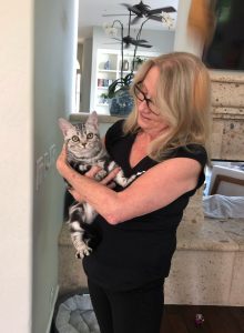 american shorthair male kitten