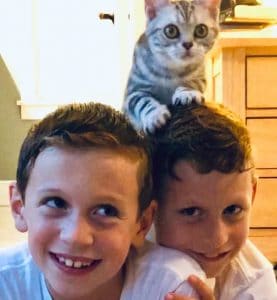 American Shorthair Silver Tabby