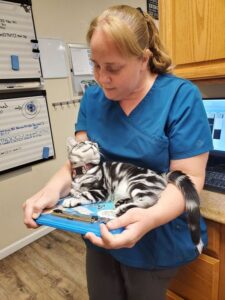 American Shorthair cat
