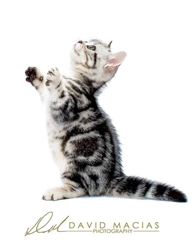 silver tabby american shorthair kitten