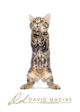 cattery policies