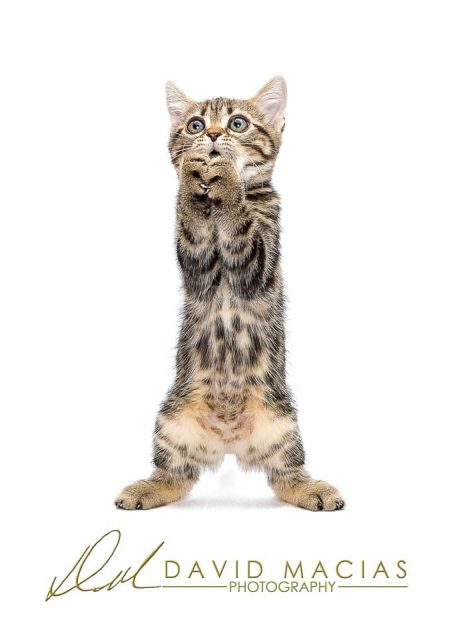 brown tabby american shorthair kitten