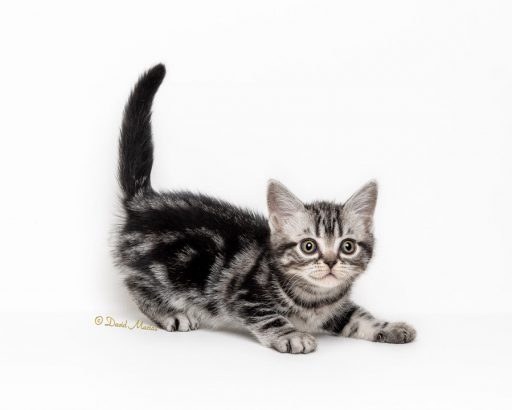 american-shorthair-silver-tabby-kitten