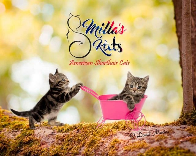 American Shorthair Care and Health
